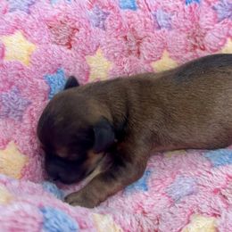 Havanese Puppies from Havanese Acres