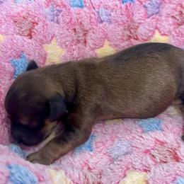 Havanese Puppies from Havanese Acres