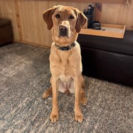 Labrador Retriever Puppies from Knotty Creek Labradors