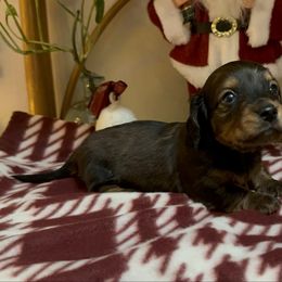 Tyson - Sable male Dachshund puppy in Bakersfield, California from Rosey Dachshund