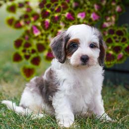 Texas - Blue merle male Bernedoodle puppy in Dundee, Ohio from Down Home Doodle