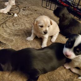 Brownie - Gold and white female Chihuahua puppy in Madison, Wisconsin from Lynda Pups