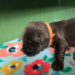 Cane Corso Puppies from Killing Joke Kennels, LLC