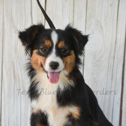Magera - Black tri female Miniature American Shepherd puppy in Lubbock, Texas from Texas Bluebonnet Herders