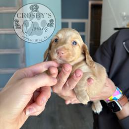Pixie - Cream female Dachshund puppy in Tampa, Florida from Crosbys Doxies