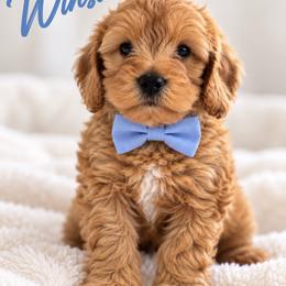 Winston - Apricot male Cavapoo puppy in Theodore, Alabama from Horton & Co. Cavapoos