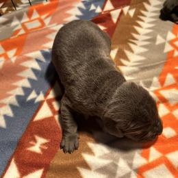 Girl 1 - Gray female Cane Corso puppy in New York from Ironside Cane Corso