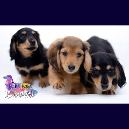 Dachshunds from Hicks Haus Dachshunds