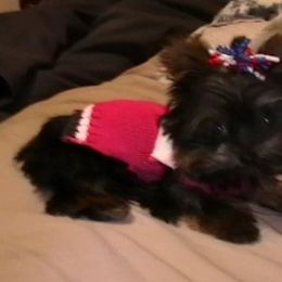 Chihuahua, Pomeranian, and Yorkshire Terrier Puppies from Pampered Pups Kennel