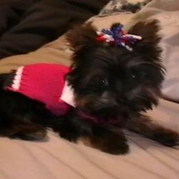 Chihuahua, Pomeranian, and Yorkshire Terrier Puppies from Pampered Pups Kennel
