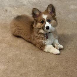 Pembroke Welsh Corgi Puppies from LTT Corgis