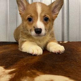 F-2 - Red female Pembroke Welsh Corgi puppy in Linden, Texas from W&W “lil” Wrangler Corgis