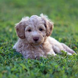 Hera - Cream female Aussiedoodle puppy in Colonial Beach, Virginia from Bristol Mine Kennels