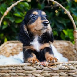 Beamer - Black and tan male Dachshund puppy in Temecula, California from Naomi Magee's Dachshund Kennel