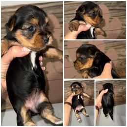 Gracie - Black and gold female Morkie puppy in Cleveland, Tennessee from Moody’s Morkies and More