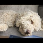 Honey - Double Doodle