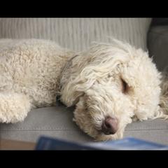 Honey - Double Doodle