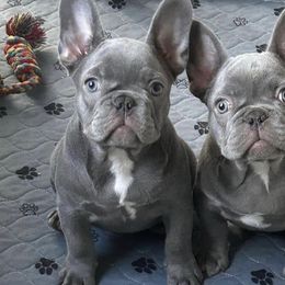 French Bulldogs from River City Elite Frenchies LLC