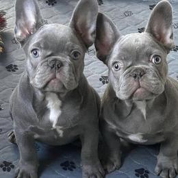 French Bulldogs from River City Elite Frenchies LLC
