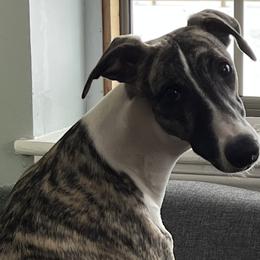 Lewis - Whippet
