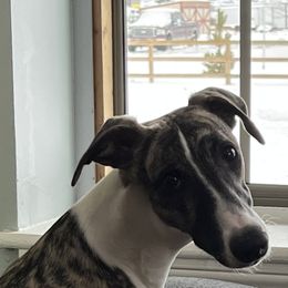 Lewis - Whippet