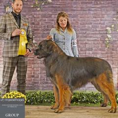 Rooster - Leonberger