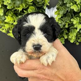 Black collar girl - Parti female Miniature Schnauzer puppy in Oneonta, Alabama from Murphree Valley Kennels
