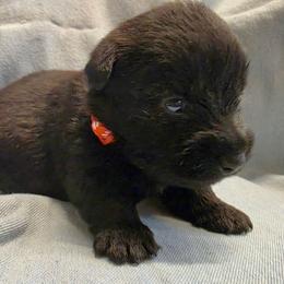 Moe - Brindle male Scottish Terrier puppy in Crossville, Tennessee from Cavern Kennels