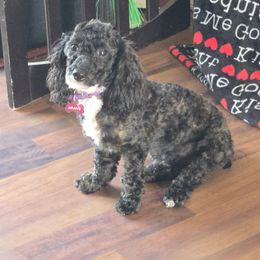 Maltipoo puppies from Cowgirl's Legacy