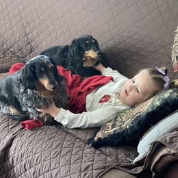 Dachshund Puppies from JAM Doxies