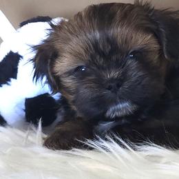 Buster - Black and tan male Shih Tzu puppy in Peoria, Arizona from Shihtzucircusaz