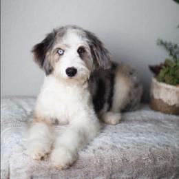 Williams - Blue merle male Aussiedoodle puppy in Tonopah, Arizona from Kae's Kennels