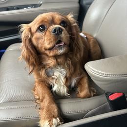 Winston - Cavalier King Charles Spaniel