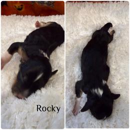 Rocky - White and black male Bordoodle puppy in Republic, Missouri from Holland Hilltop Farm