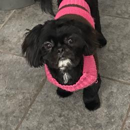 Roxi - Black female Shih Tzu puppy in Wyoming, Michigan from Shih Tzu Shenanigans