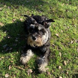 Khaleesi - Miniature Schnauzer