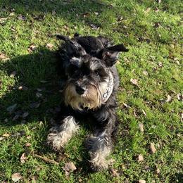 Khaleesi - Miniature Schnauzer