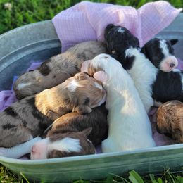 Aussiedoodles and Poodles from J&RAussiedoodles