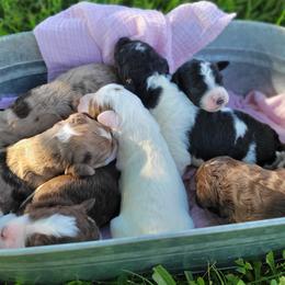 Aussiedoodles and Poodles from J&RAussiedoodles