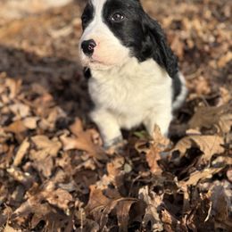 Hunter - Black and white English Springer Spaniel puppy in Comer, Georgia from Stratton Spaniels