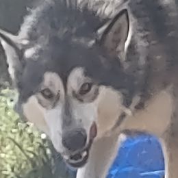 Alaskan Malamute puppies from Rockin' Maples Malamutes