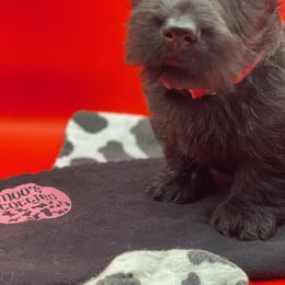 Scottish Terrier Puppies from Moo's Scotties