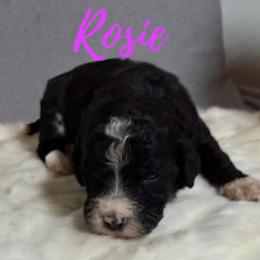 Rosie - Black and white female Bernedoodle puppy in Battle Creek, Michigan from T-Rose’s Bernedoodle & Pomsky Puppies