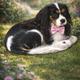 AKC Starla