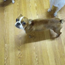 Honey - Boston Terrier