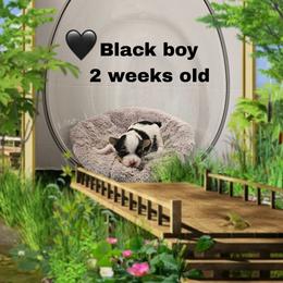 Lacey's black boy - Parti male Yorkshire Terrier puppy in Inverness, Florida from Luvayorkie&more