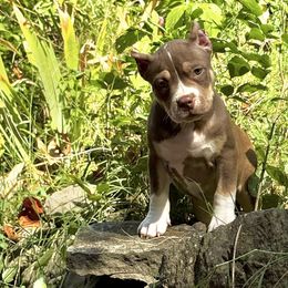 Cleopatra - Chocolate tri-color female American Bully puppy in Nashville, Tennessee from SimplyBullies