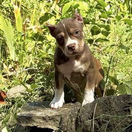 Cleopatra - Chocolate tri-color female American Bully puppy in Nashville, Tennessee from SimplyBullies