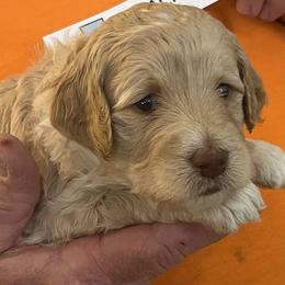 Pistachio - Cream female Goldendoodle puppy in Buford, Georgia from Guppy Puppies