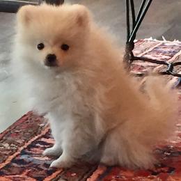 Diamond - Pomeranian